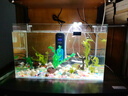 高清热弯浮法透明玻璃鱼缸客厅家用造景装饰生态中小型生态金鱼缸 热弯鱼缸-简易升级套餐 长50*宽27*高30cm 实拍图