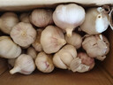精选新鲜山东大蒜干蒜多瓣蒜头蔬菜批发产地直发大蒜头 优选 3斤 (果径≥3.5cm) 实拍图