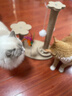 HELLOJOY猫抓板猫爬架一体耐磨不掉屑剑麻抓柱耐抓逗猫棒猫咪玩具自嗨解闷 实拍图