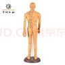 中研太和 人体针灸模型经络穴位中医数字定位男模型练习 实拍图