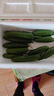 山东寿光水果黄瓜生吃脆新鲜荷兰青瓜当季无刺小黄瓜源头直发 精品水果黄瓜净重 4.5斤 实拍图