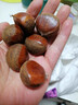 丹东新鲜板栗生栗子当季5斤现摘毛油栗子嫩板栗锥栗整箱生鲜蔬 5斤 【严选大果】净重4.5斤 实拍图