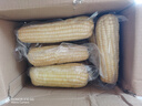 京鲜生 东北白糯玉米230g*8棒 新鲜甜糯玉米棒真空包装粘玉米 源头直发 实拍图
