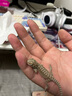 暮秋小主豹纹守宫活体小蜥蜴活物异宠温顺可爱入门新手柠檬霜橘子苗爬宠 超白鬃狮蜥（幼苗亲人） 实拍图