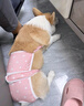 智宙狗狗生理裤母狗姨妈月经期安全裤柯基用品宠物内裤中小型犬防孕 XL 码【19-28斤内的毛孩子】 实拍图