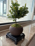 开时果 小叶赤楠盆景摆件 办公室桌面绿植花卉好养盆栽植物源头直发包邮 【推荐款】舍得紫砂盆+苔藓+底座 实拍图