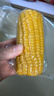 当季新货头茬东北黄甜糯玉米棒真空包装低脂黄糯大棒甜东北黏苞米 黄糯玉米【120-160克】3根 实拍图