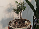 御春阁小叶紫檀树苗黑骨茶室内阳台盆栽花卉绿植耐寒四季常青微景观桩形 3根25厘米高左右 实拍图