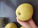 正鲜季（ZHENGXIANJI）正宗砀山梨酥梨薄皮梨当季新鲜水果砀山梨雪梨脆甜大果整箱安徽 5斤 【大果250g+】砀山直发|脆甜多汁 实拍图