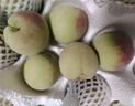 京氿生山东青州蜜桃脆甜桃子秋毛桃青色硬桃子小冬桃当季新鲜水果包邮 精选【4.5斤】约20-30个 实拍图