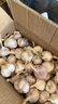 超低价25年新干蒜新鲜大蒜头10斤整箱湿蒜5斤装紫皮鲜蒜特大红蒜3 5斤 小果 实拍图