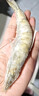 禧美海产 厄瓜多尔巨无霸白虾 去冰净重3斤 30-40只/kg 盐冻大虾 海鲜水产 实拍图