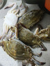 舟山梭子蟹鲜活特大野生大螃蟹新鲜冷冻海鲜水产海蟹飞蟹白蟹顺丰 3-5两/只【3斤 当季船供】 实拍图