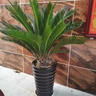 临雅铁树盆栽大型盆景办公客厅室内树苗树木绿植物1m含盆源头直发 实拍图