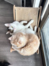 POPOCOLA猫窝冬季保暖封闭式剑麻安全感猫抓板秋冬猫咪房子别墅猫屋猫帐篷 封闭剑麻猫窝【50*45*40】 实拍图