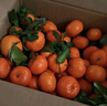 京鲜生 金秋砂糖橘/砂糖桔 5斤 生鲜水果礼盒  实拍图