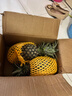 正宗海南金钻凤梨新鲜水果当季树上熟芒果凤梨【催熟食用】 大果1.8斤起2-3个净重4.5斤 实拍图