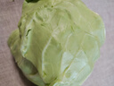 北菜园有机圆白菜400g 卷心菜包菜新鲜蔬菜【进店多样加购】北京延庆 实拍图