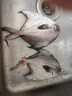 鲜到鲜得 东海银鲳鱼400g/2条装 平鱼 生鲜 鱼类 深海鱼 海鲜水产 实拍图
