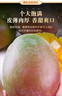 集南鲜 凯特芒果 四川攀枝花芒果当季大青皮黄皮大芒果新鲜水果整箱 含箱5斤  单果500g起  净重4.5斤 实拍图
