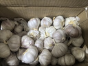 精选新鲜山东大蒜干蒜多瓣蒜头蔬菜批发产地直发大蒜头 优选 5斤 (果径≥3.5cm) 实拍图