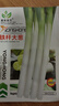 蔬菜种子四季播盆栽阳台庭院香菜生菜菠菜萝卜葱简单易种籽孑大全 铁杆大葱约500粒 实拍图