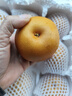颜曼箐秋月梨 山东莱阳羊脂秋月梨新鲜孕妇水果丰水冰糖梨 5斤装甄选果 约7-12枚 净4.5斤 实拍图