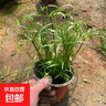 水竹旱伞草水生植鱼池塘造景绿化客厅庭院阳台净化水质盆栽风车草 水竹 20-25厘米高【10株】 不含盆 实拍图