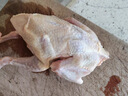 硒全食美富硒汤鸽 520g (260g*2只) 冷冻煲汤滋补 供港鸽子肉 生鲜鸽子汤 实拍图