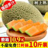 正宗哈密瓜5/9斤新鲜水果当季冰淇淋蜜瓜脆甜香瓜网纹非新疆包邮m 9斤整箱 实拍图