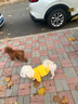 欢宠网宠物狗狗衣服猫咪猫小狗小猫泰迪比熊猫猫小型犬幼犬冬季保暖服饰 实拍图