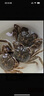 【活蟹】乾澄大闸蟹现货 全母蟹2.5-2.8两 8只 去绳足重鲜活螃蟹河蟹海鲜礼盒源头直发 实拍图