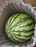 京鲜生 无籽麒麟大西瓜 1粒装 7-9斤 生鲜水果 实拍图