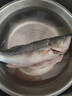 鲜活冲浪河鲈鱼400-500g/条 实拍图