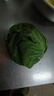 包菜新鲜卷心菜大头菜农户自种当季绿叶蔬菜绿甘蓝 绿甘蓝 5斤 实拍图