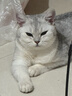 素力高进口无谷猫粮 美毛顺毛 优质鲜肉蛋白  幼猫成猫老年猫全价猫粮 【全能美毛丨双包轻享】鲜肉美毛3磅*2/2.72kg 实拍图