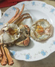 【活蟹】漁家师傅大闸蟹全母3.0-3.3两8只去绳足重鲜活螃蟹现货生鲜水产海鲜礼盒 实拍图