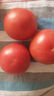 正宗沙瓤西红柿水果番茄自然熟新鲜蔬菜生鲜减肥单果80g起 1斤 带箱 实拍图