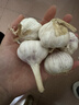 京喜自营精选大蒜水果蒜调料蔬菜火锅烧烤牛肉小龙虾食材 推荐 5-6头 100g 单果3.5-5cm 实拍图