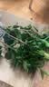 花翁大红赤丹茶花树苗室内盆栽绿植阳台盆景庭院植物年宵花卉源头直发 实拍图