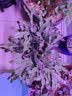芷郁开花素花卉促花营养液开花粉月季三角梅催花肥料爆花通用叶面肥 实拍图
