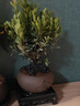 开时果 小叶赤楠盆景摆件 办公室桌面绿植花卉好养盆栽植物源头直发包邮 【推荐款】舍得紫砂盆+苔藓+底座 实拍图