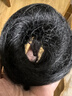 低丸子头假发女真发蓬松盘发发圈后脑勺发包假发圈增发量神器发饰 【全真发】丸子头-自然黑 直发圈 实拍图