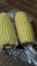 当季新货头茬东北黄甜糯玉米棒真空包装低脂黄糯大棒甜东北黏苞米 黑土地黄糯玉米【120-160克】2根 实拍图