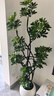 叹为观止大型植物发财树各种大颗盆栽开业乔迁客厅办公室内好养大型花卉 造型鸭脚木【1.5-1.7米】 含盆 实拍图