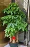 芙洛拉花园【2小时达】发财树绿萝金钱树散尾葵天堂鸟大型绿植室内开业乔迁 大绿萝 实拍图