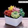 沭之美多肉盆栽正方形陶瓷盆+红之玉+月亮仙子+黄丽+不死鸟+草 源头直发 实拍图