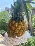 广东湛江徐闻菠萝 香水菠萝 热带水果  1个 净重1.3-2斤 实拍图