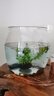 桌面鱼缸家用透明耐摔客厅办公室桌面金鱼水培绿植小型生态造景缸 特大号  桌面生态鱼缸 实拍图