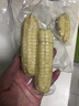 京鲜生云南拇指小玉米 2斤 西双版纳儿童糯玉米 源头直发 包邮 实拍图